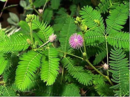 BLUE UNIVERSE Shami/Prosopis cineraria Lucky Plant With Pot (B08F49BS8D) Amazon Price History, Amazon Price Tracker