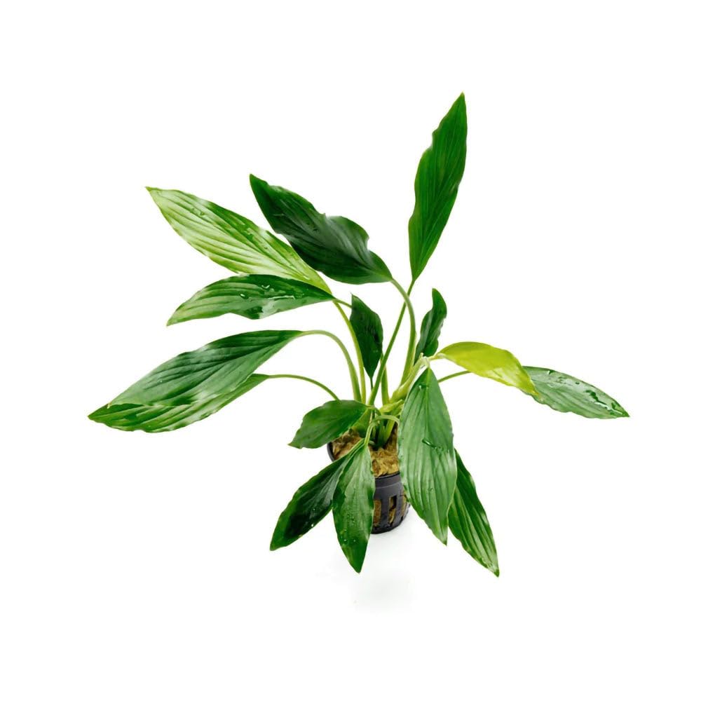 Amazon.com : SubstrateSource Live Plants - Homalomena sp. 'Sekadau