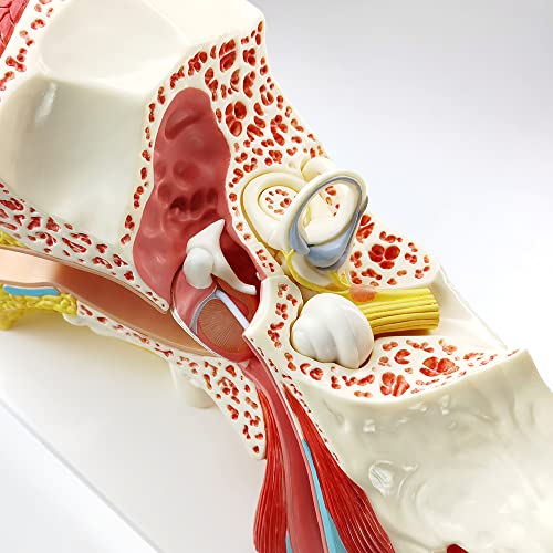 Image of Enlarged Human Ear Model Anatomy 3X Magnification 4 Part Ear Anatomical Model Outer Middle Inner Ear Model for Medical Anatomy and Physiology Study Research Teaching Display with Base