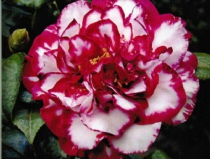 CAMELLIA FLOWER PLANT 091 (B0BV7KYBNT) Amazon Price History, Amazon Price Tracker