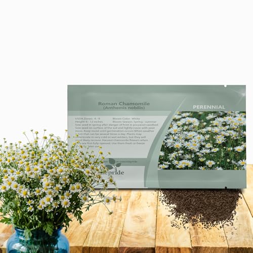 Outsidepride Roman Chamomile Seeds - 50000 Pcs Perennial Drought Tolerant Self-Seeding & Versatile Herb Seeds for Planting Sweet Scented Daisy-Like Blooms Ideal for Slopes & Pollinator Gardens