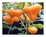 Exotic Plants