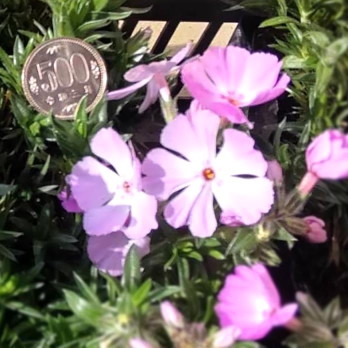 タッカ シャントリエリ苗 Tacca chantrieri(Black Bat) タッカ