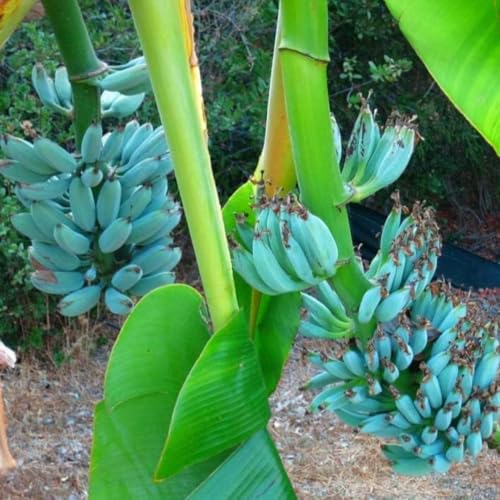 2 Ice Cream Banana Trees Live Plants Well-Rooted, High Yield and Easy to Grow Banana Plants, 4-9 Inc Tall, No Pot, Cold Hardy, Compact Size