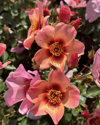 Image of for Your Eyes Only, Established Plant in 4.5 Litre Pot, Ready to Plant Rose, Summer to Autumn Flowering Plant, for Pots, Beds, and Garden Borders