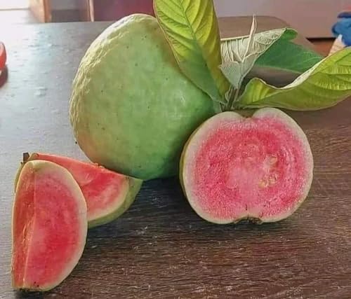 Image of Natura GreenHouse 1 Live GRafted Original red dimond Guava Amrud Plant hybrid all seasons Height 1.5-2 FT (Red Dimond)