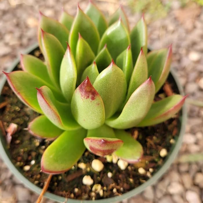 Miniatura 2 de Suculenta Echeveria agavoides 'Christmas' de 4 pulgadas  Hermosa planta decorativa