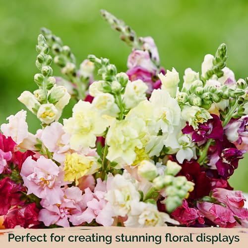 KVITER 1,500 Tetra Mix Snapdragon seeds (Antirrhinum Majus) – Heirloom & Organic Tall Snap Dragon Mix, Annual Flower Garden seeds, Cut Flower Seeds for Planting – Ideal for Outdoor Garden & Containers