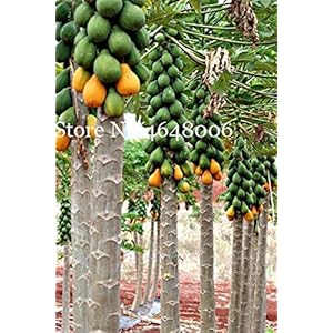 Bloom Green Co. 100% vera Papaya Bonsai Organic Carica Papaya Bonsai Per orto le piante da frutto Sementes Tropic Fruit – 50 Pz: un