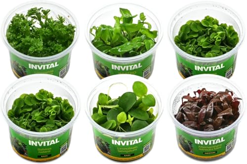 In-Vitropflanzen frs Aquarium | Emers oder doch submers