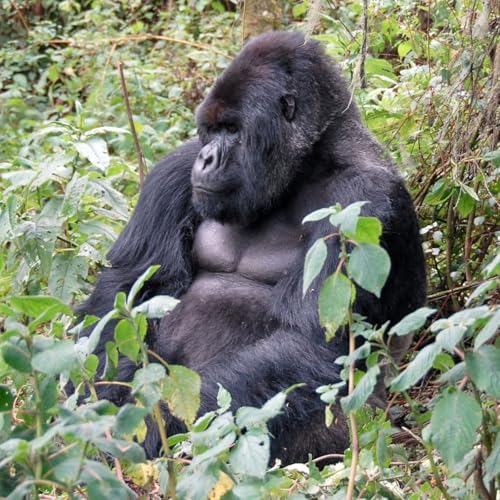 『011.4 Mountain Gorilla』のカバーアート