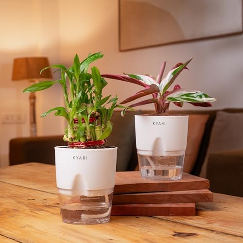 KYARI Combo of 2 - Calathea Triostar and Lucky Bamboo Indoor Plants for Living Room | Live Plants | Plants with White Self Watering Pot for Home (B0D8Q2MPRR) Amazon Price History, Amazon Price Tracker