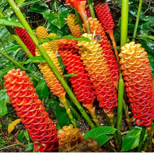 Live Awapuhi Shampoo Ginger Plant 5-10' in Tall, Cold Hardy Red Ginger Oudoor Planting, Pinecone Zerumbet Zingiber, Ginger Lily Flowers