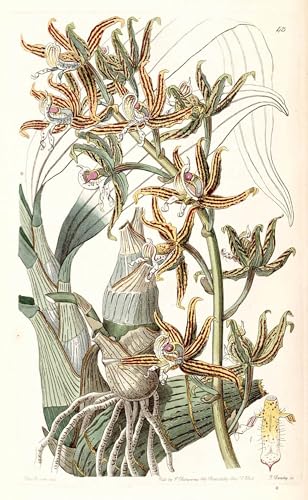 Póster de Lienzo Mormodes Lineata Obra de Arte Famosa para Decoración 60x90cm