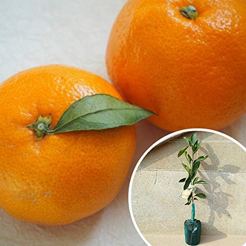 10本セット苗　柑橘 秋予約】 柑橘苗 みはや PVP 引渡し期間11／15（土