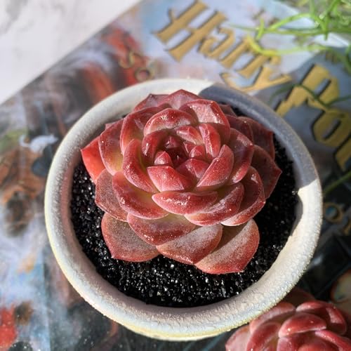 Echeveria Snow Lotus Rare Live Succulent Plants, 1 Head 2.5"