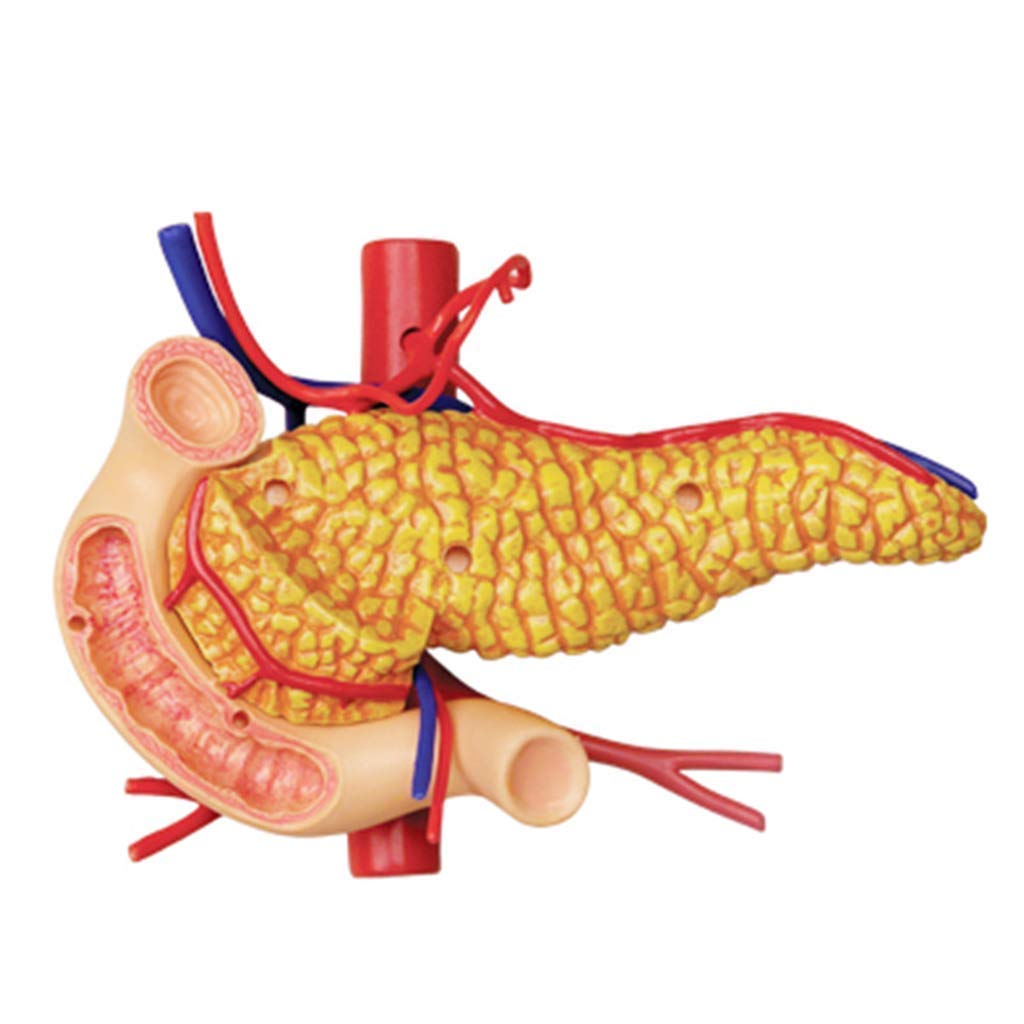 Modelo anatomía órganos Humanos - Modelo anatomía estómago - Modelos científicos anatomía Humana Desmontables 12 Piezas - Modelo Esqueleto para enseñanza médica