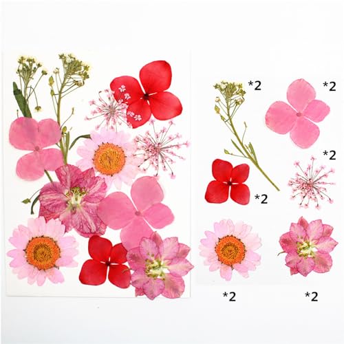 Flores secas prensadas reales, kit 12 piezas color rosa miniatura 2