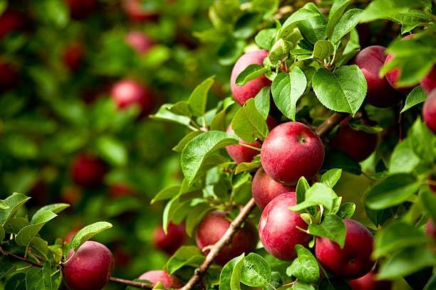 Image of Grafted Sweet Apple Plant (HRMN-99) / Live apple plant specially bred for hot climates /hot weather- 1 healthy seb tree with polybag