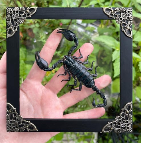 VINADECOR Real Giant Scorpion Framed Dried Beetle Shadow Box Entomology Wooden Insect Handmade Taxidermy Wall Art Decor Decoration Tabletop Living Home K14-51-KINH
