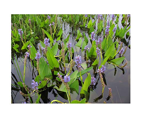 25 pontederia cordata Pond Plant marginal Early Bird Discount