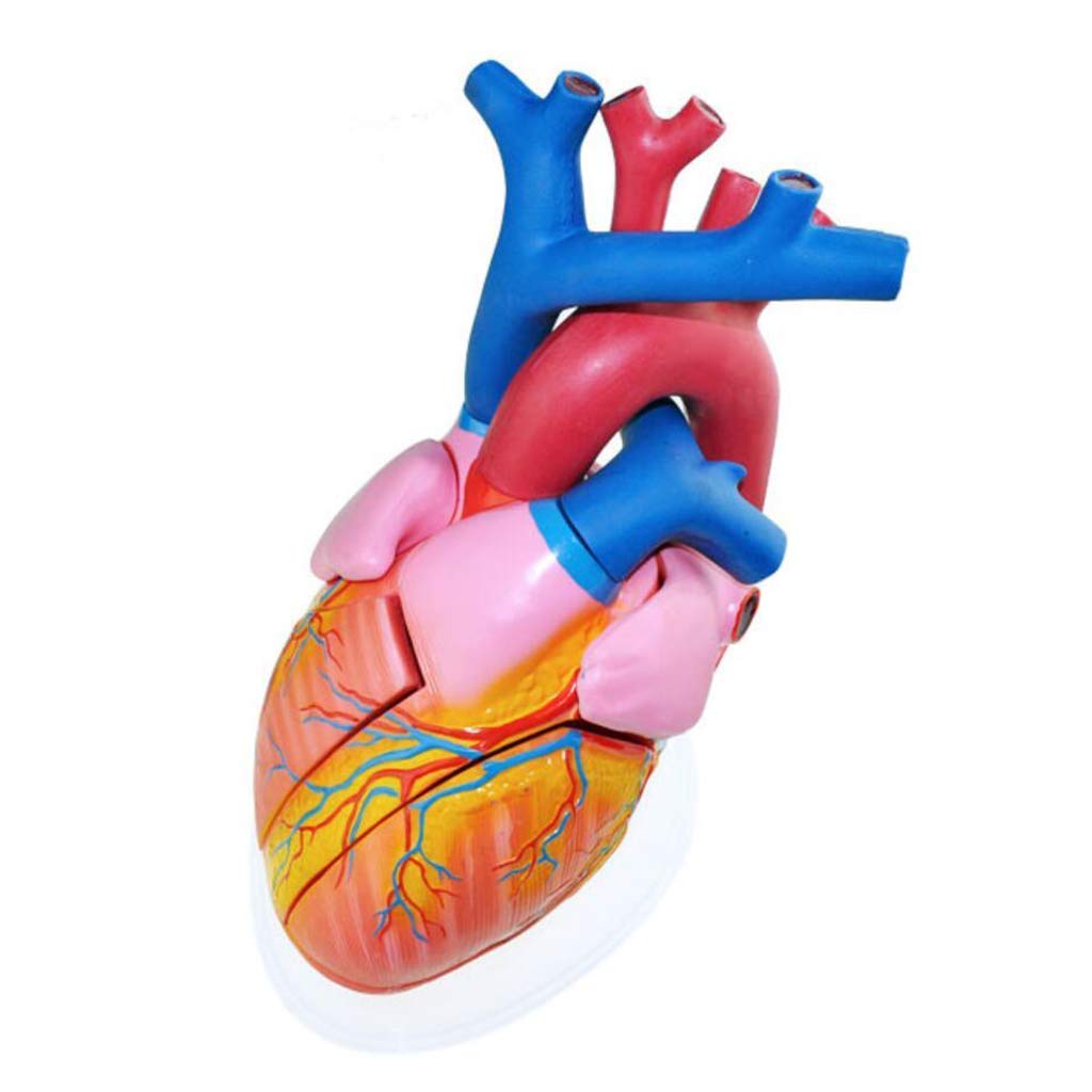 Modello anatomico Modello Cardiaco con ingrandimento 5 X - Modello anatomico di Organo Umano Modello Cardiaco Materiale PVC Modello Umano anatomico scientifico
