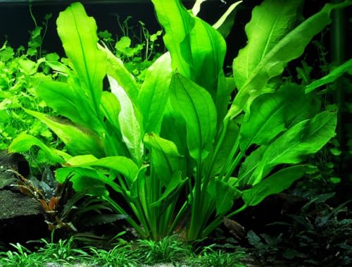 WASSERPFLANZEN WOLFF | XL Mutterpflanze: Große Amazonas-Schwertpflanze/Echinodorus grisebachii 'Bleherae' | Sofortiger Blickfang & Produzent von Ablegern | Hintergrund