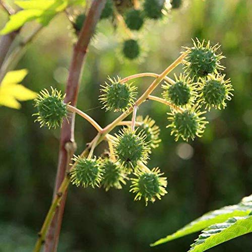 Shiningbaby Gibsonii Castor Bean Zanzibariensis Plant Green Giant Seed 50PCS