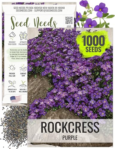Seed Needs Purple Rockcress Seeds for Planting - Heirloom & Open Pollinated Perennial Flower Great for Rock Gardens, Groundcover, Attracts Pollinators (1 Pack)