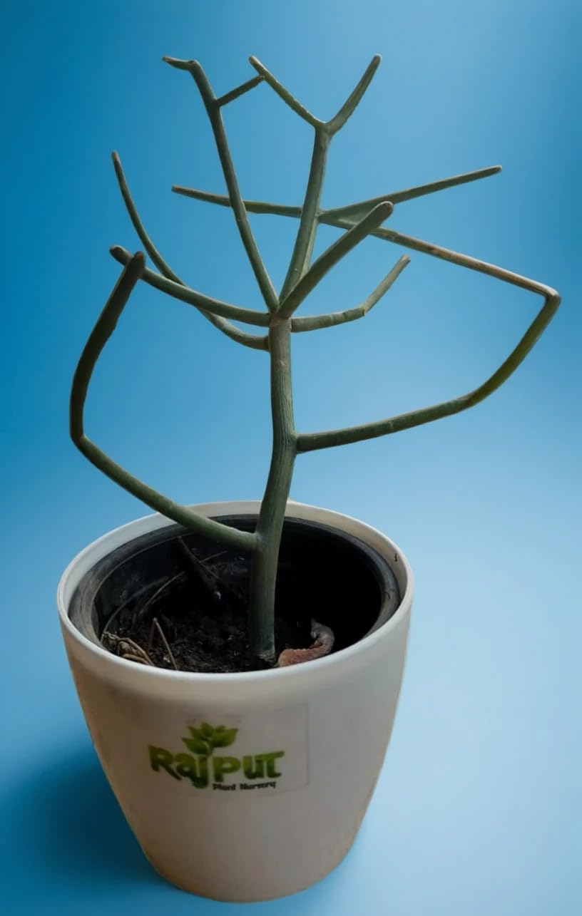 Rajput Plants: Pencil Cactus | Euphorbia Tirucalli Live Succulent Plant | Indoor & Outdoor Air-Purifying Cactus | Home Office Table Decor | Gifting | Stylish Minimalist White Pot | Low Maintenance-picture-10