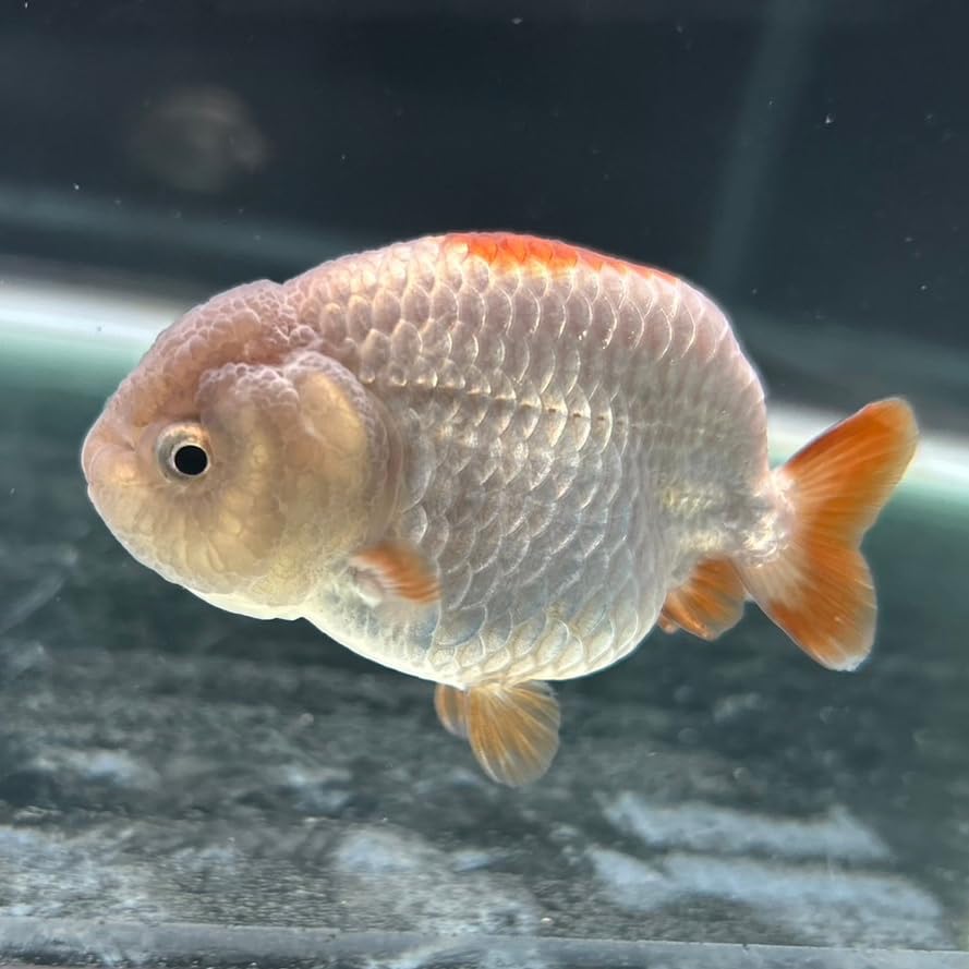 中国 赤瑪瑙彫刻 鉢 M R4155 中国 赤瑪瑙彫刻 鉢 M R4155