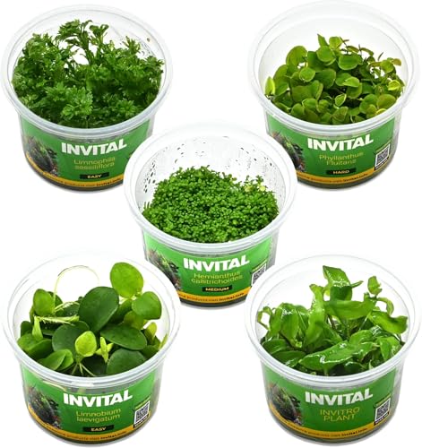 INVITAL Aquarium Pflanzen Set mit 5 Pflanzen gegen Algen, In-Vitro