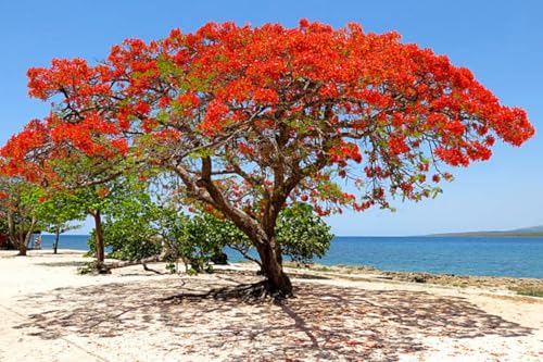 Gulmohar/Delonix Regia Red – Krishnachura live flower plant (Pack of 1 Live plant)