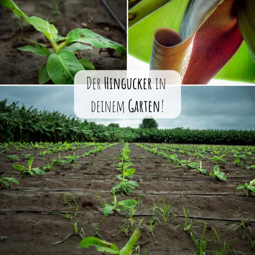 Darjeeling Bananen Samen (Musa sikkimensis) - Winterharte Banane mit wunderschönen Blättern Indoor und Outdoor geeignet