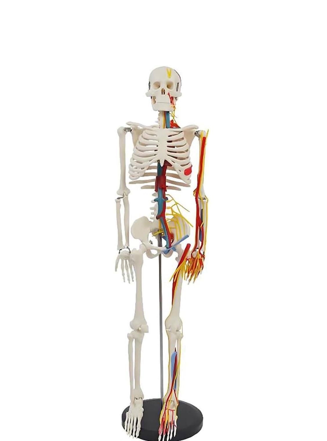 Model szkieletu ludzkiego o długości 85 cm z nerwami i naczyniami — anatomiczny układ szkieletowy z PVC