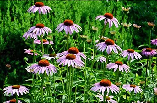 Purple Coneflower Seeds Heirloom Wildflower Non-Gmo Perennial Flower Seeds 75 Seeds #TOP2