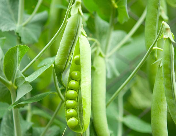 Go4plants Green Peas Hybrid Organic Seeds For Garden Home Garden pack of 100+ seeds (B0BHD9KZLL) Amazon Price History, Amazon Price Tracker