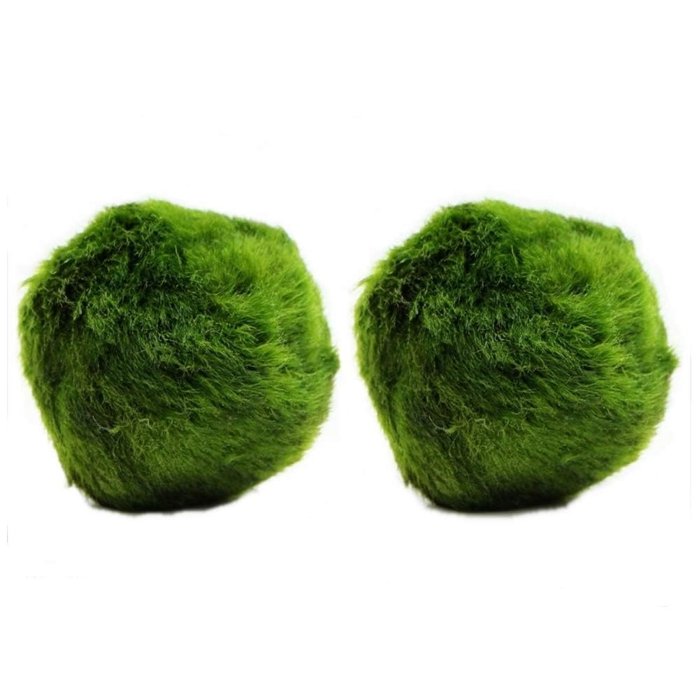 2 Large Marimo Moss Balls, Always Fresh Live Aquarium Plant, Cladophora aegagropila