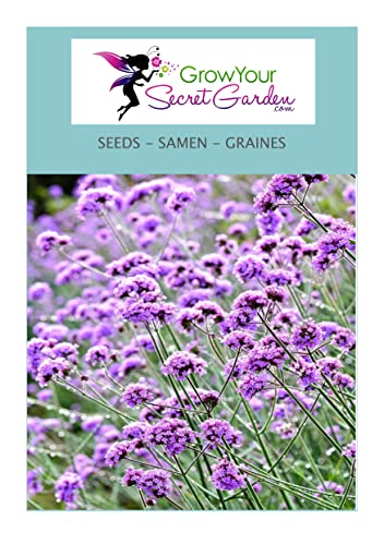 Verbena bonariensis - Verveine de Buenos Aires 100 Graines -vivace Cover