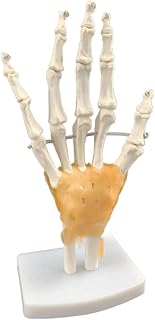 Study Model Life Size Hand Joint Skeleton Model,Human Anay Hand Joint Bone Skeletal Model with Ligaments for Patient Educatio and Medical SaiFei
