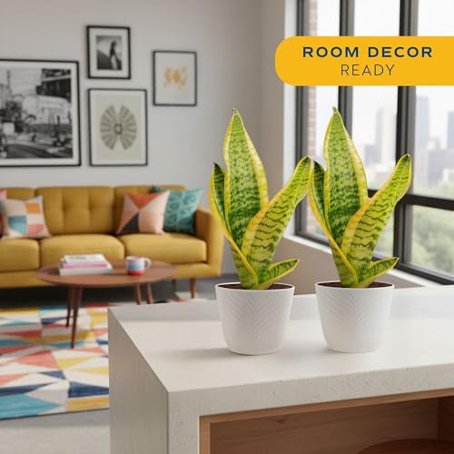 Image of Costa Farms Snake Plant Live Houseplants (2-Pack), Sansevieria in Decor Pots, Live Indoor Plants for Low Light, Easy Care Succulents for Plant Shelf, Home Decor & Office Desk, 8-12 Inches Tall