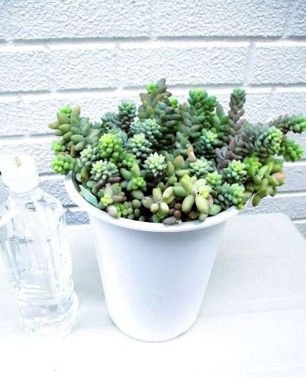 Amazon.co.jp: 多肉植物セダム新玉つづり(ビアホップ）_ : おもちゃ