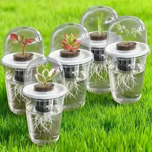 Recipientes de cultivo transparentes con drenaje para raíz 4