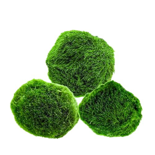 AquaBreedingSkill – Grand Format 4–5 cm – Lot de 3 Marimo Moss Balls – Plante Aquarium Vivante Naturelle | Filtre Biologique | Décoration Écologique |...