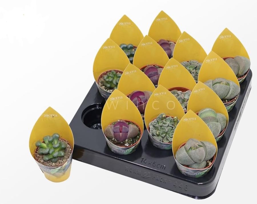 Lithops Sierra Mix - Living Stones or Stone Plants in 5 cm pota 12 cm Height