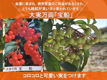 【縁起木/縁起物】大サイズ【野生の万両/マンリョウ】天然/里山自生/元気いっぱい 万両の木（植栽・剪定・手入れ）千両万両有り通し｜山崎造園