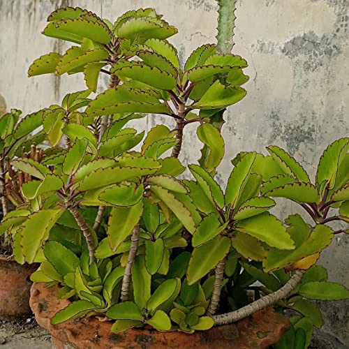Kalanchoe Pinnata Life Plant Goethe Miracle Leaf Rooted Plant LIVE PLANT