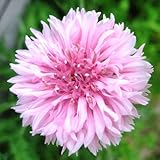 Earthcare Seeds Cornflower Tall Pink Heirloom Bachelors Button 1000 Seeds Centaurea Cyanus