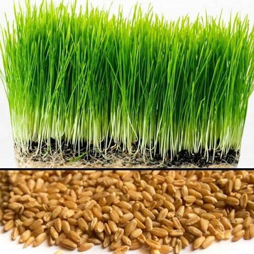 DIOART® IARI-562 Organic Wheat Grass Seeds, Cat Grass Seeds (B0CKX6MK39) Amazon Price History, Amazon Price Tracker