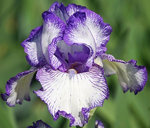 Sapphire, Autumn Circus, Reblooming Tall Bearded Iris Rhizome, Root, Plant